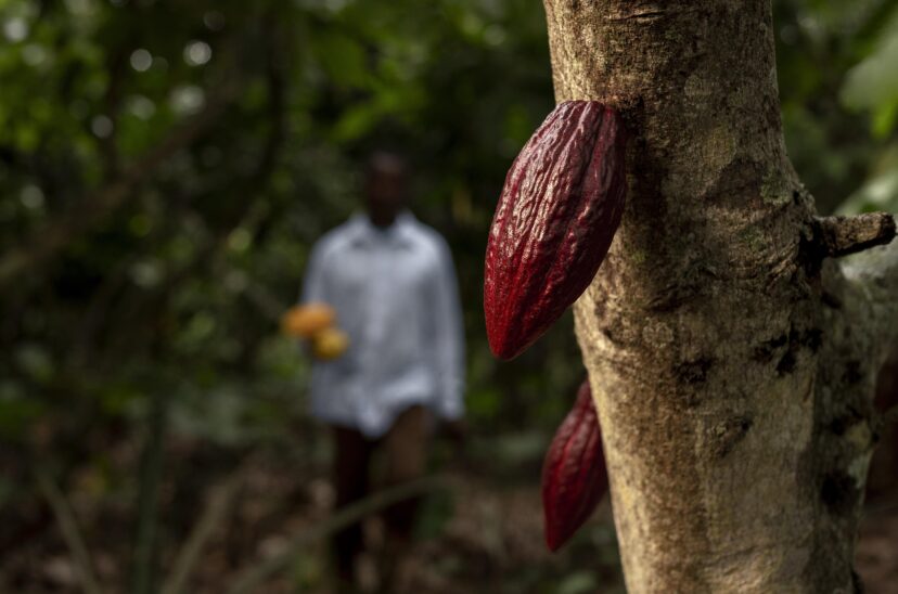 Cacao