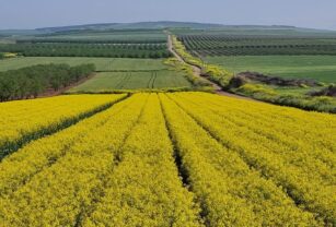 Canola trial - ICL and PlantArcBio 2022