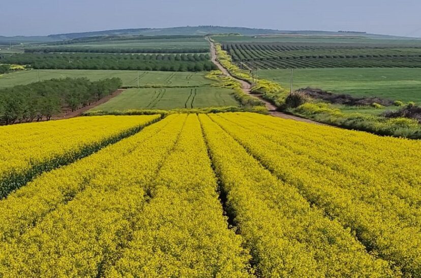 Canola trial - ICL and PlantArcBio 2022