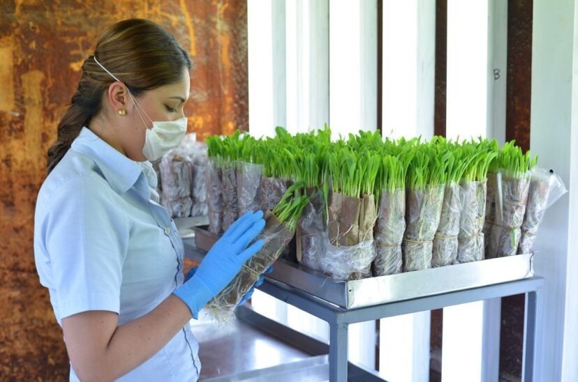 Syngenta Semillas 1