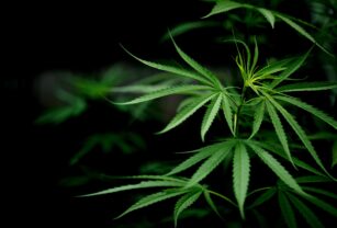 cannabinoides