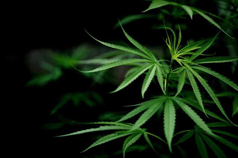 cannabinoides