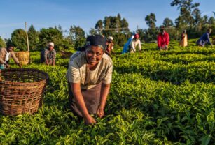 Global-Agribusiness