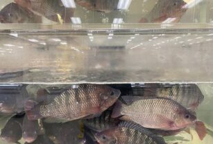 Tilapia