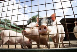 animales-en-granja