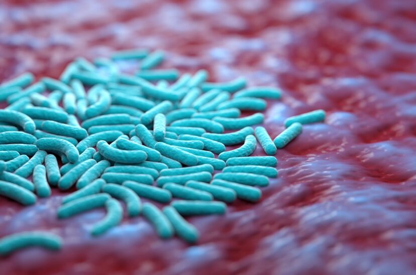 salmonella