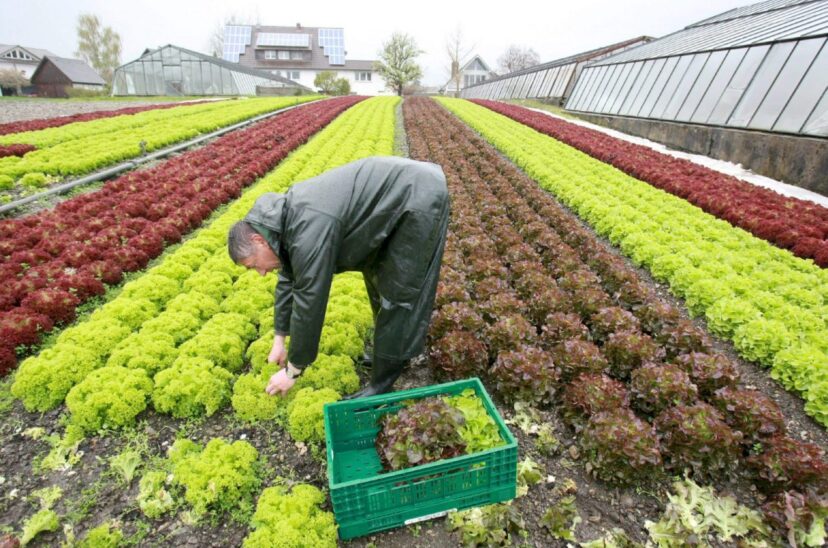 Diversidad-agrícola