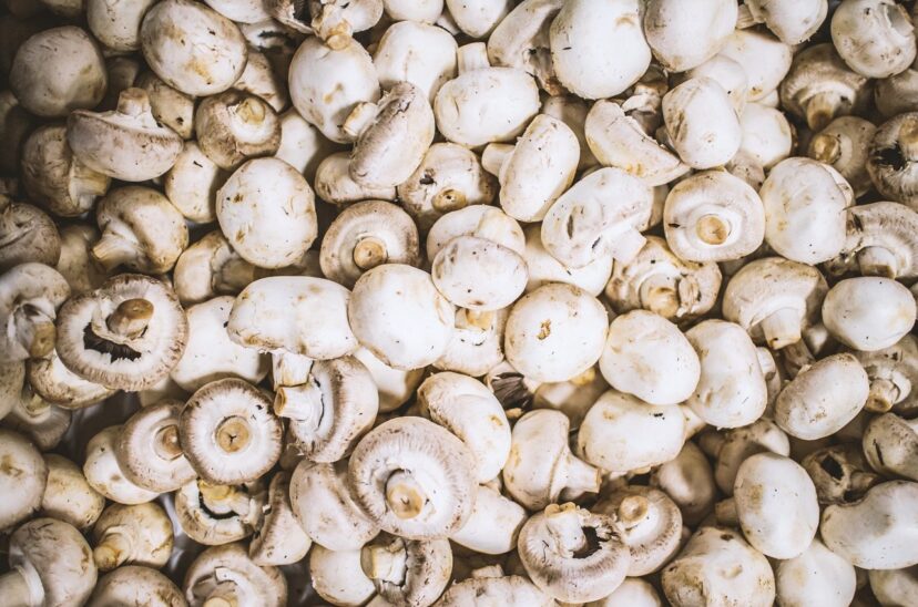 Hongos1