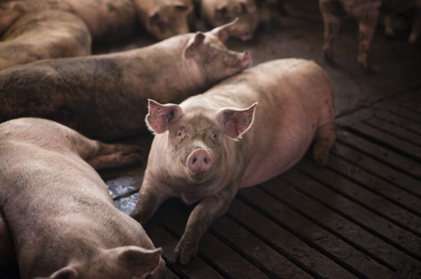 industria-carne-de-cerdo