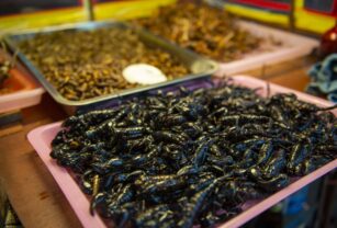 insectos