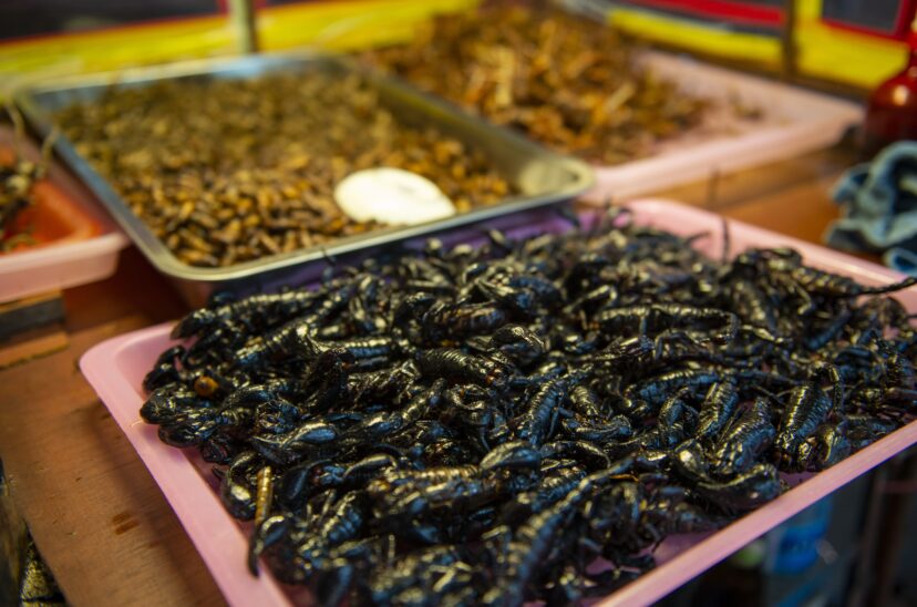 insectos