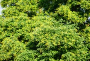 flavonoide-antioxidante