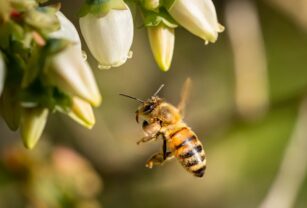 Abejas