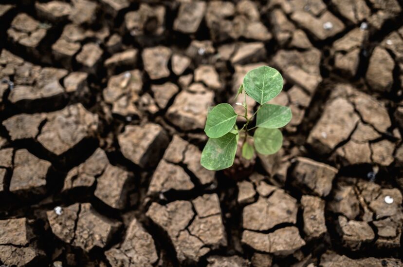 Cambio-climático