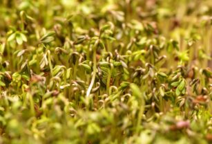 Germinados