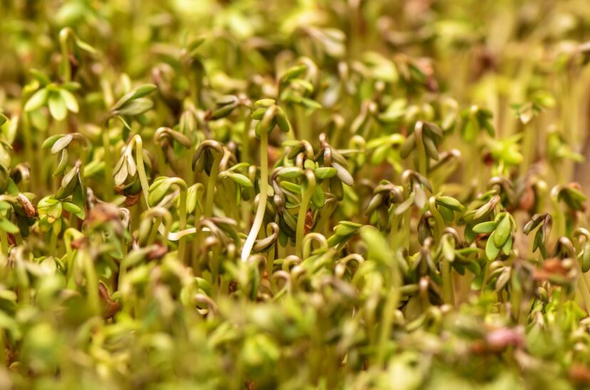 Germinados