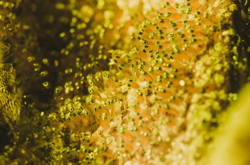 Natural background of a school of fish