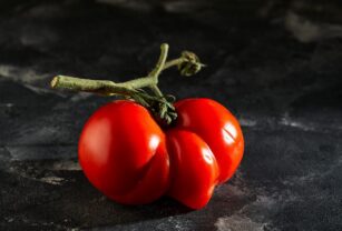 Ugly fruit or vegetable. Severely malformed mutant tomato. Food shops mostly prefer the best quality fruit and vegetables. Ugly fruit is not in high demand