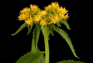 rhodiola-rosea