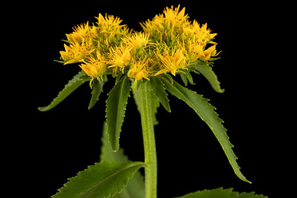 rhodiola-rosea