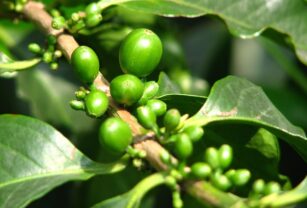 Analiza-ca-fé-verde-con-inteligencia-artifiicial