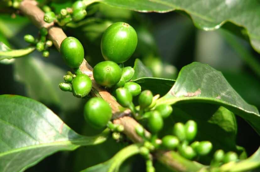 Analiza-ca-fé-verde-con-inteligencia-artifiicial