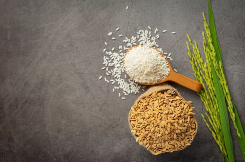 Arroz-modificado-genéticamente