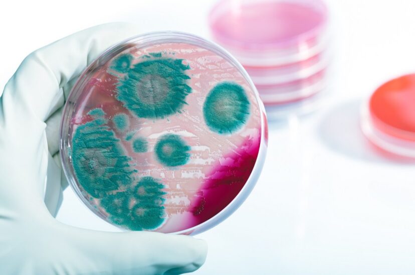 listeria-principal