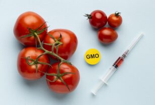 alimentos-transgénicos