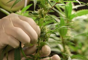 Cannabidiol