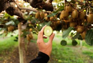 extracto-de-kiwi