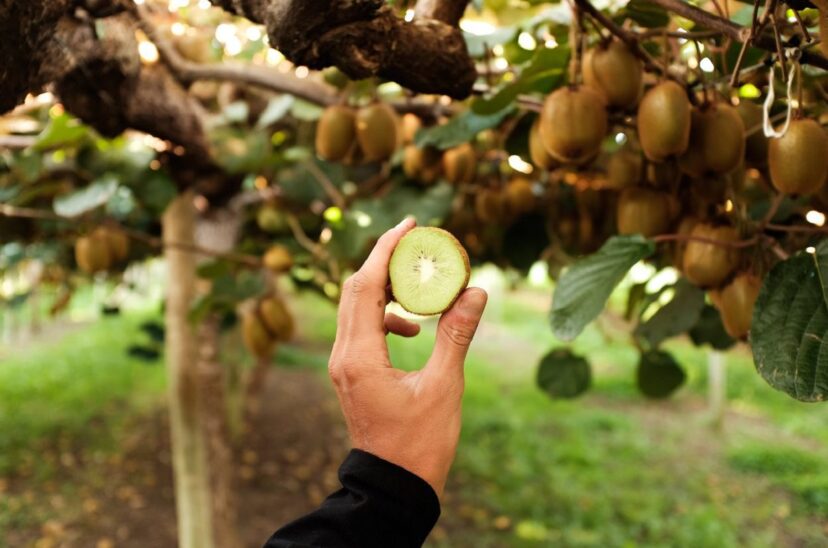 extracto-de-kiwi