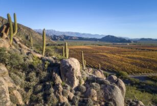 wines-of-argentina