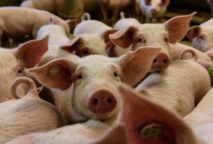 Argentina crea un programa para asistir a los productores porcinos y apicultores