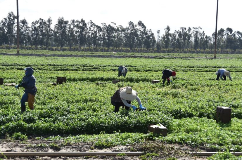 EEUU busca restaurar protecciones a trabajadores agrícolas contra pesticidas