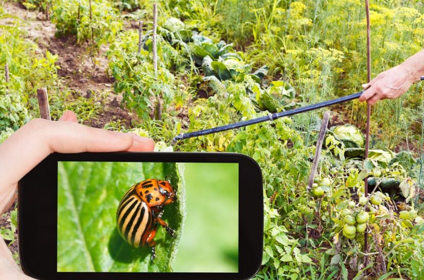 Glifosato- herbicida-peligroso-oara- las-abejas