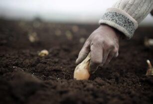 IICA y Argentina estrechan lazos para formación en técnicas agrícolas