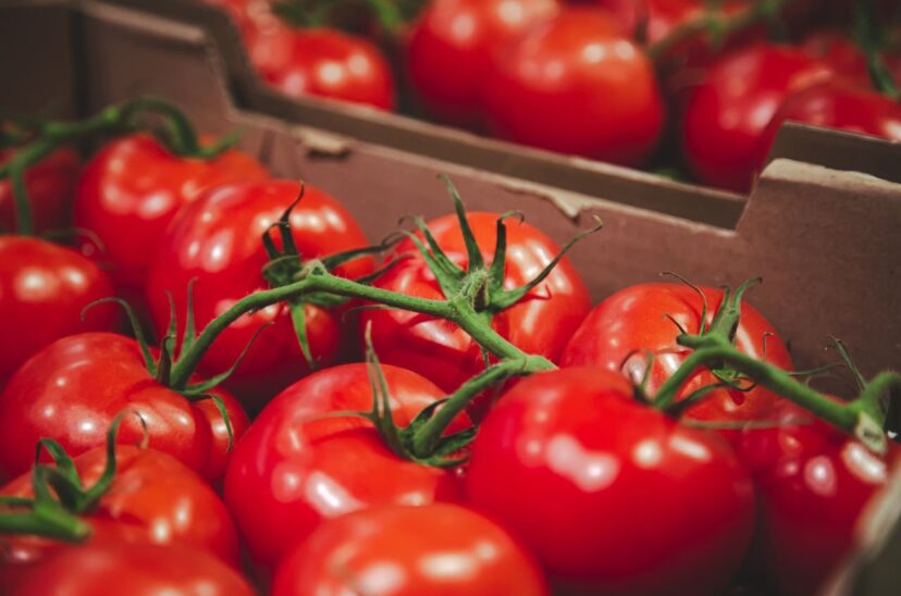 Industria y productores de tomate acuerdan precio de 155 euros la tonelada