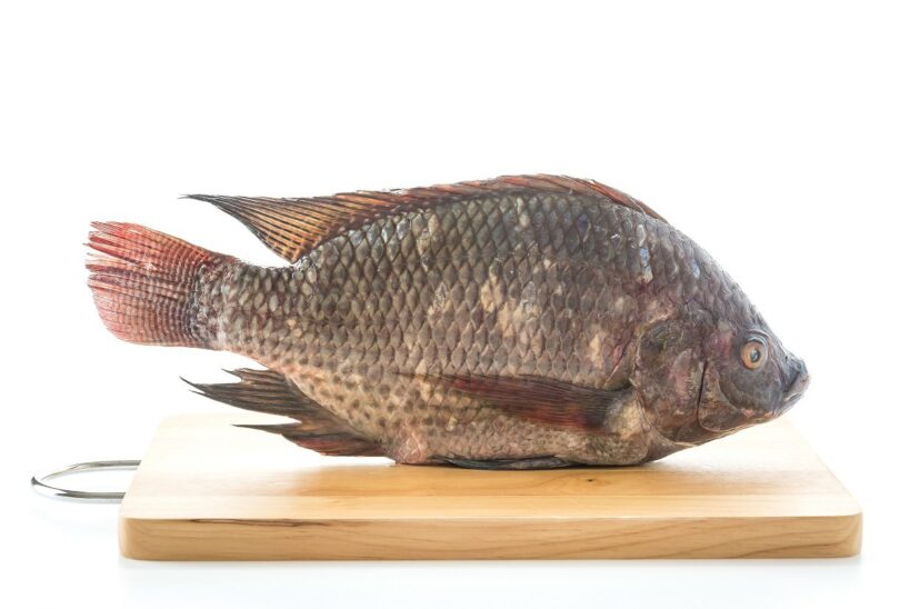 Tilapia
