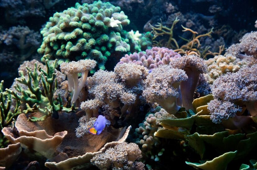 algas-plantas-marinas
