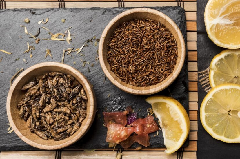 insectos-comestibles