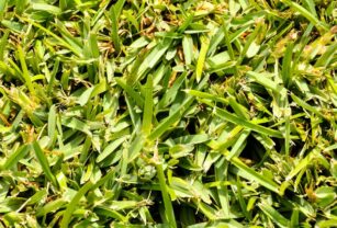 pasto