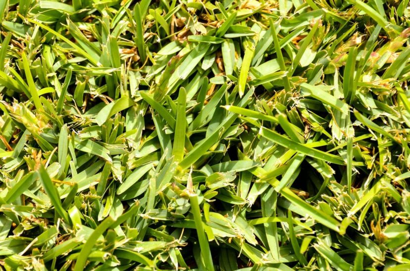 pasto