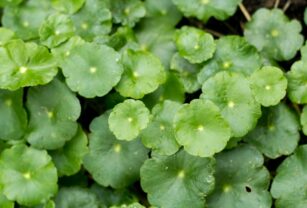 Centella asiatica plant,Gotu kola leaf.