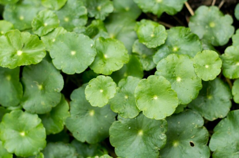 Centella asiatica plant,Gotu kola leaf.