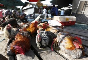 Brasil prohíbe ferias y exposiciones con aves para evitar la gripe aviar