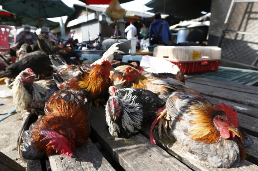 Brasil prohíbe ferias y exposiciones con aves para evitar la gripe aviar