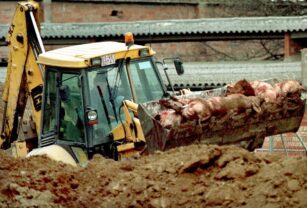 China lucha de nuevo contra la peste porcina que mató a millones de cerdos