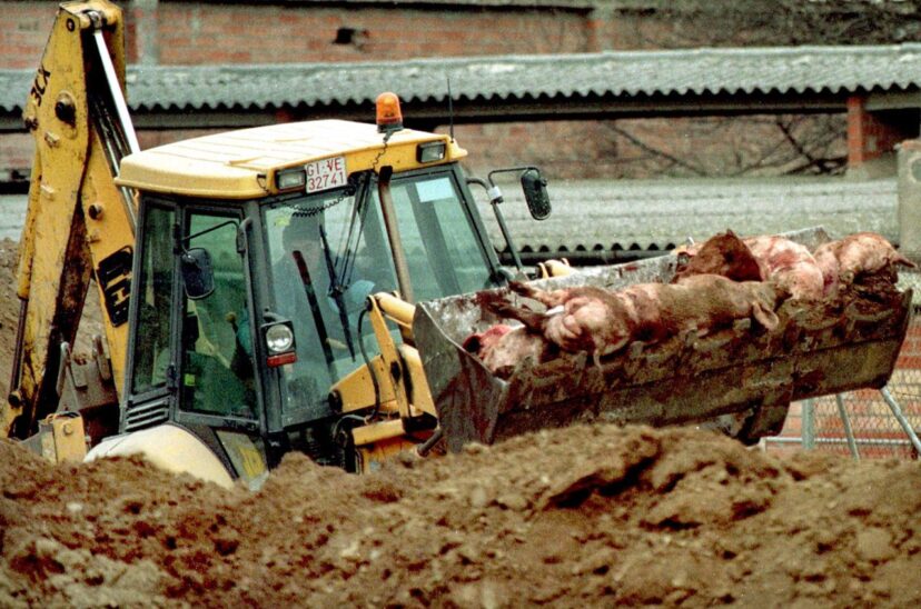 China lucha de nuevo contra la peste porcina que mató a millones de cerdos