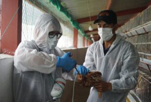 Ecuador comienza la vacunación contra la gripe aviar con cuatro millones de dosis